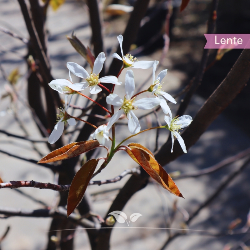 Krentenboom - Amelanchier lamarckii - meerstammig | Gardline