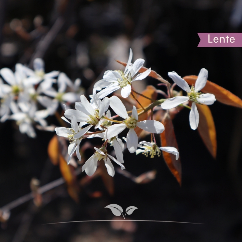 Krentenboom - Amelanchier lamarckii - meerstammig | Gardline