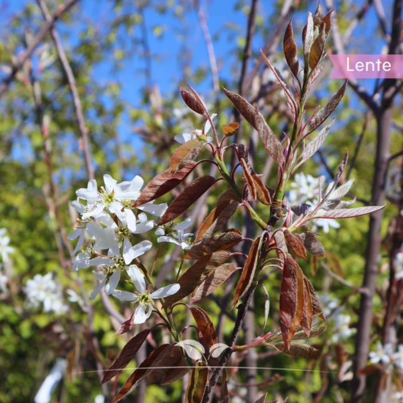 Krentenboom - Amelanchier lamarckii - meerstammig | Gardline