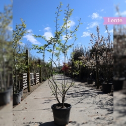 Parrotia Persica meerstammig 175-200 cm | Gardline