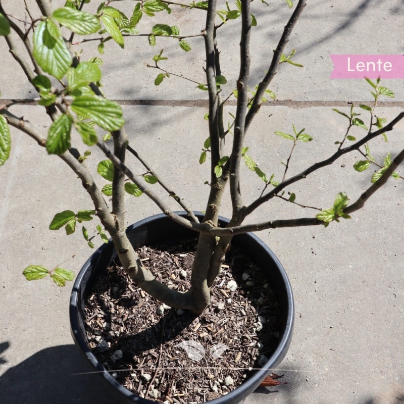 Perzisch IJzerhout - Parrotia persica - meerstammig | Gardline
