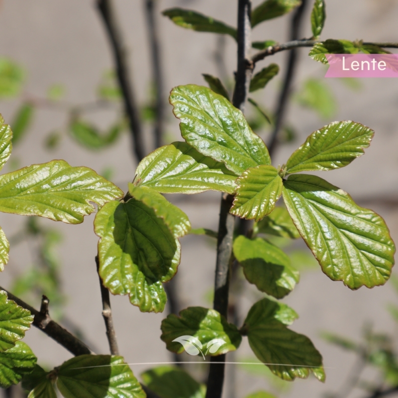 Perzisch IJzerhout - Parrotia persica - meerstammig | Gardline