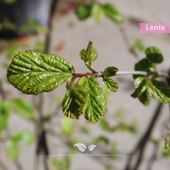 Perzisch IJzerhout - Parrotia Persica - meerstammig | Gardline