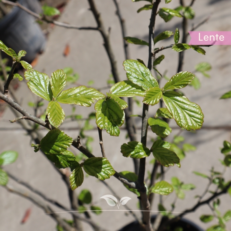 Perzisch IJzerhout - Parrotia persica - meerstammig | Gardline