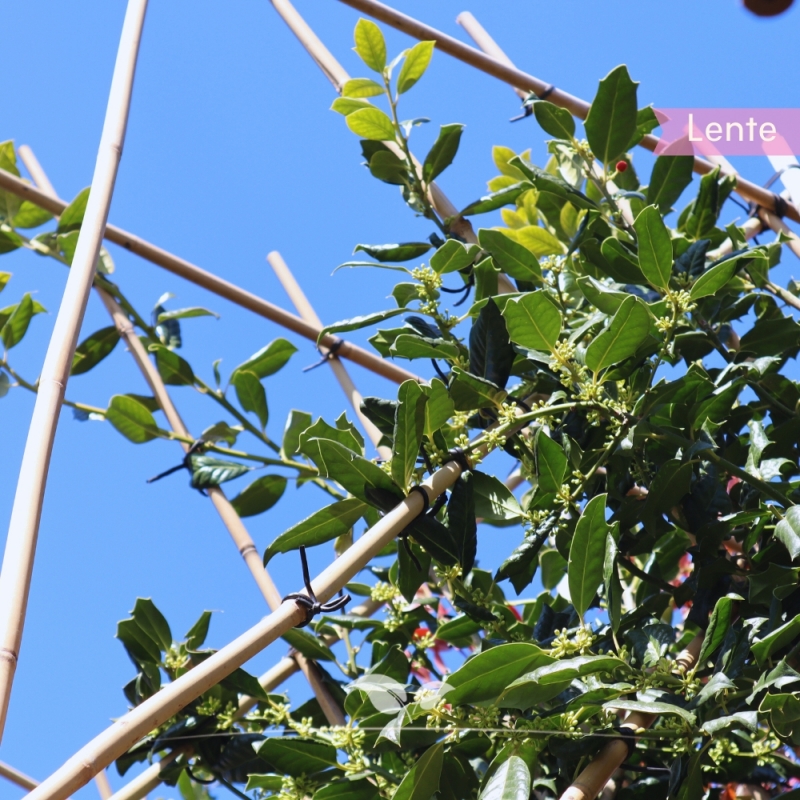 Amerikaanse Hulst Nellie R. Stevens - Ilex mutchagara Nellie R. Stevens - Leiboom | Gardline