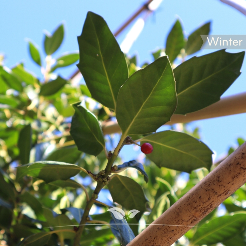 Amerikaanse Hulst Nellie R. Stevens - Ilex mutchagara Nellie R. Stevens - Leiboom | Gardline