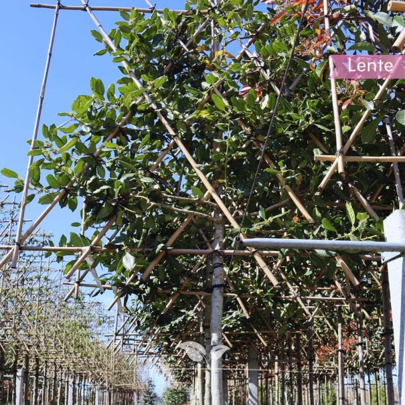 Amerikaanse Hulst Nellie R. Stevens - Ilex mutchagara Nellie R. Stevens - Leiboom | Gardline