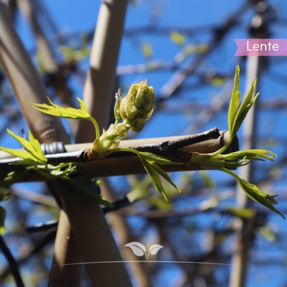 Leiamberboom | Liquidambar styraciflua Worplesdon | Gardline