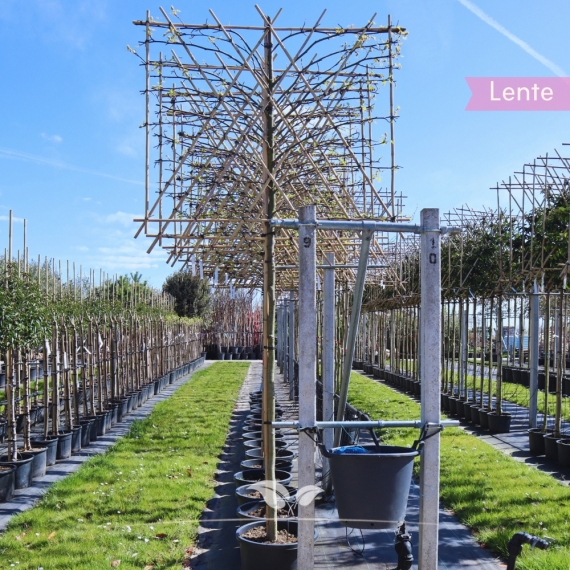 Leiamberboom | Liquidambar styraciflua Worplesdon | Gardline