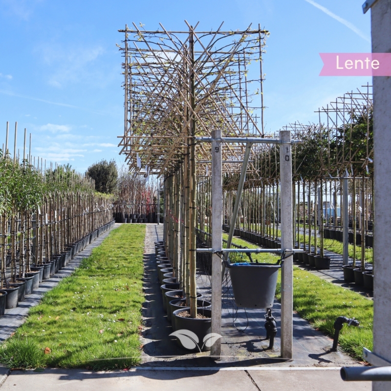 Amberboom Worplesdon - Liquidambar styraciflua Worplesdon - Leiboom | Gardline