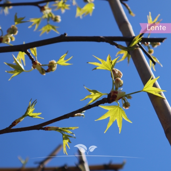 Leiamberboom | Liquidambar styraciflua 'Worplesdon' | Gardline