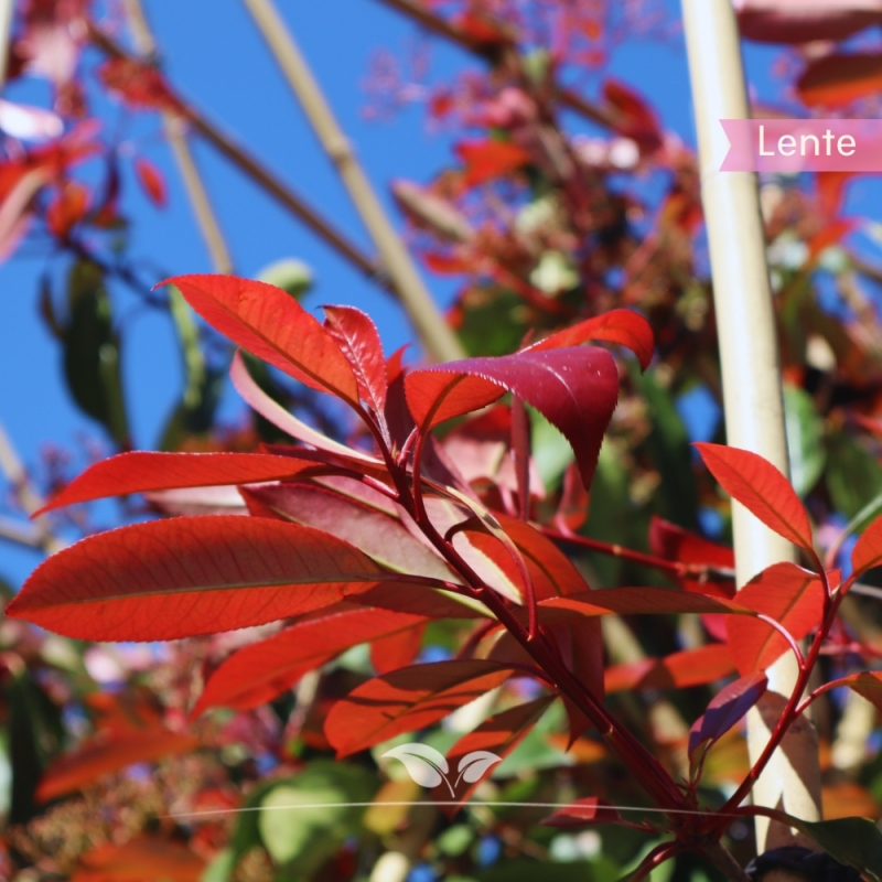 Glansmispel Red Robin - Photinia fraseri Red Robin - Leiboom | Gardline