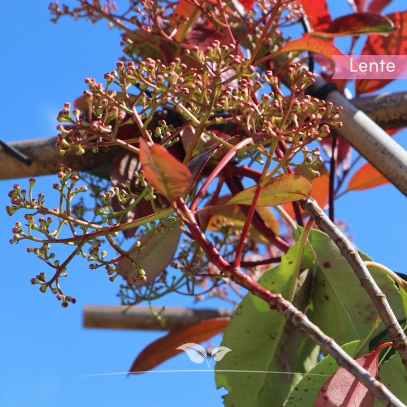 Glansmispel Red Robin - Photinia fraseri Red Robin - Leiboom | Gardline