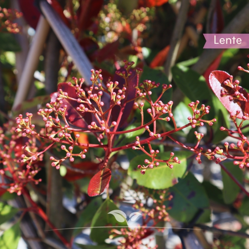 Glansmispel Red Robin - Photinia fraseri Red Robin - Leiboom | Gardline