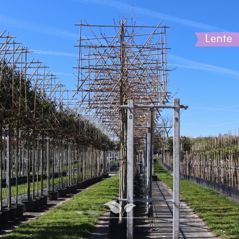Gewone Plataan - Plataan - Platanus (acerifolia) Hispanica - Leiboom | Gardline