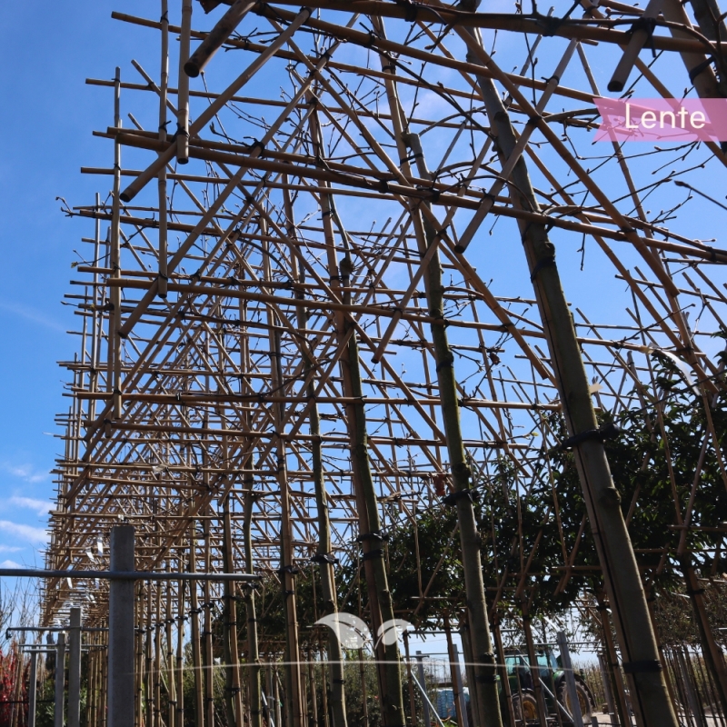 Gewone Plataan - Plataan - Platanus (acerifolia) Hispanica - Leiboom | Gardline