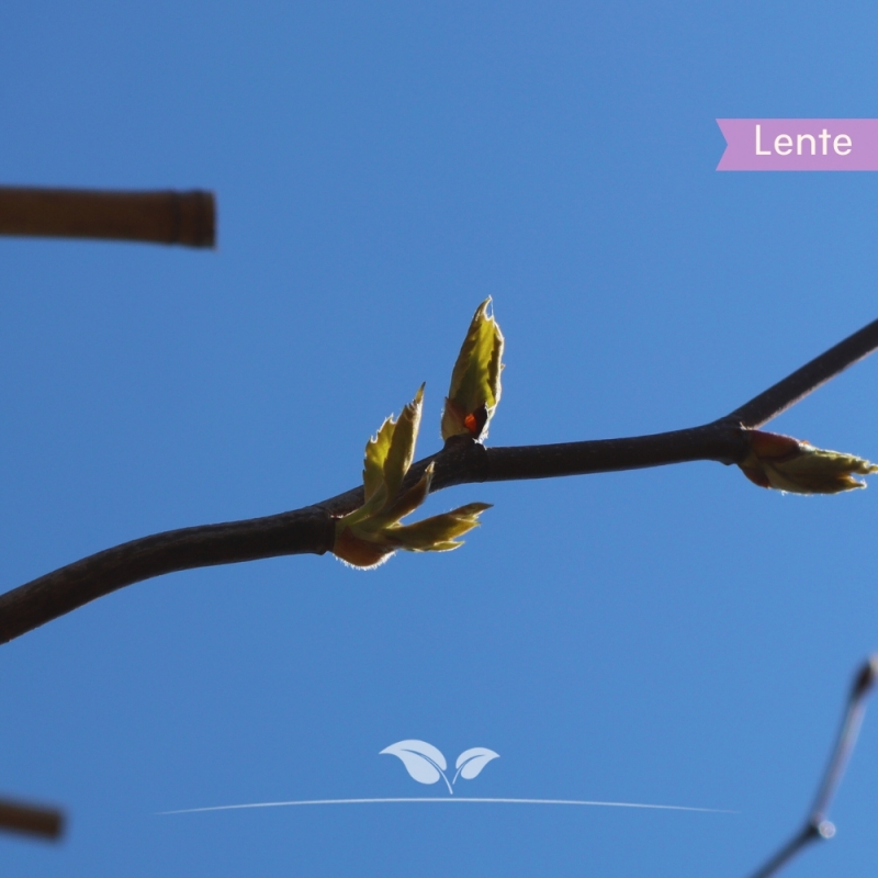 Gewone Plataan - Plataan - Platanus (acerifolia) Hispanica - Leiboom | Gardline