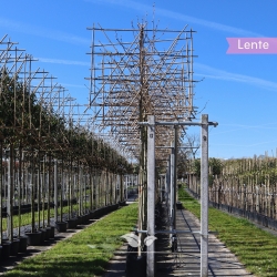 Gewone Plataan (Platanus...