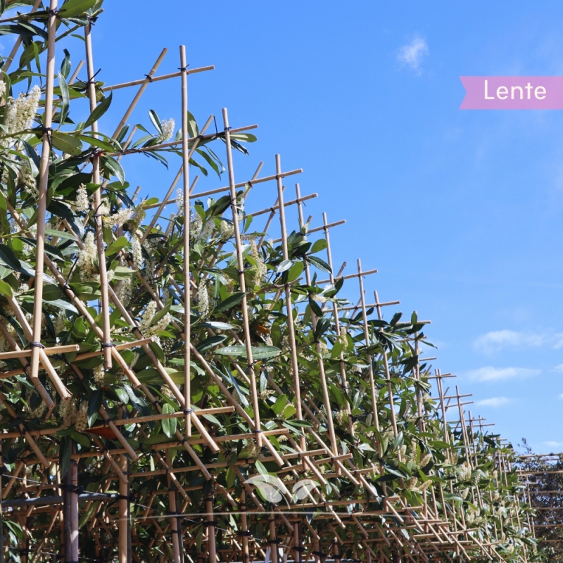 Laurier Caucasica - Laurierkers Caucasica - Kaukasischer Laurierkers - Prunus laurocerasus Caucasica - Leiboom | Gardline