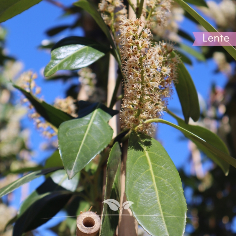 Laurier Caucasica - Laurierkers Caucasica - Kaukasischer Laurierkers - Prunus laurocerasus Caucasica - Leiboom | Gardline
