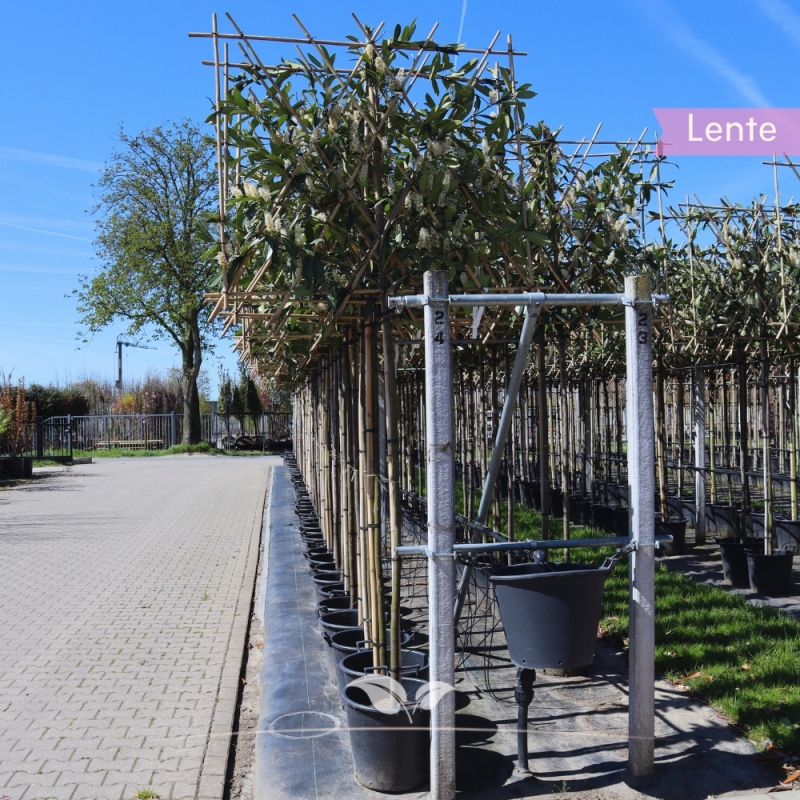 Laurier Caucasica - Laurierkers Caucasica - Kaukasischer Laurierkers - Prunus laurocerasus Caucasica - Leiboom | Gardline