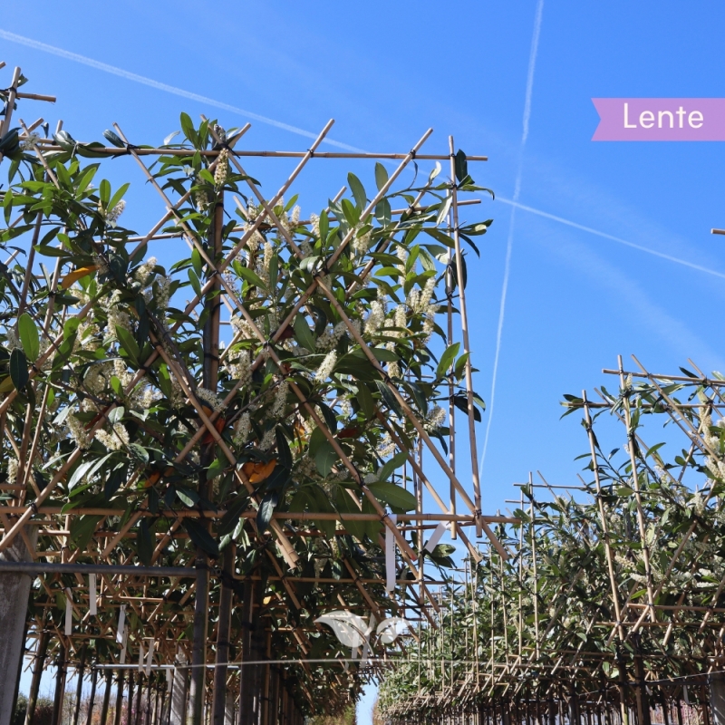 Laurier Caucasica - Laurierkers Caucasica - Kaukasischer Laurierkers - Prunus laurocerasus Caucasica - Leiboom | Gardline