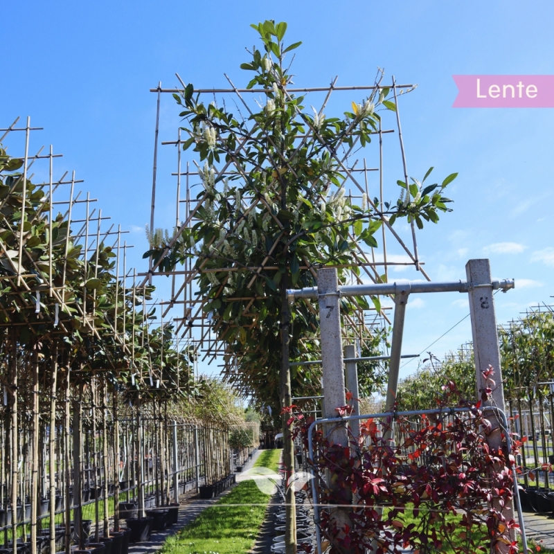 Laurier Novita - Laurierkers Novita - Prunus laurocerasus Novita - Leiboom | Gardline