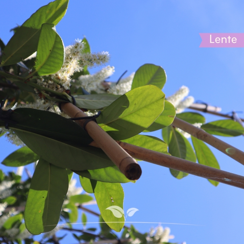 Laurier Novita - Laurierkers Novita - Prunus laurocerasus Novita - Leiboom | Gardline