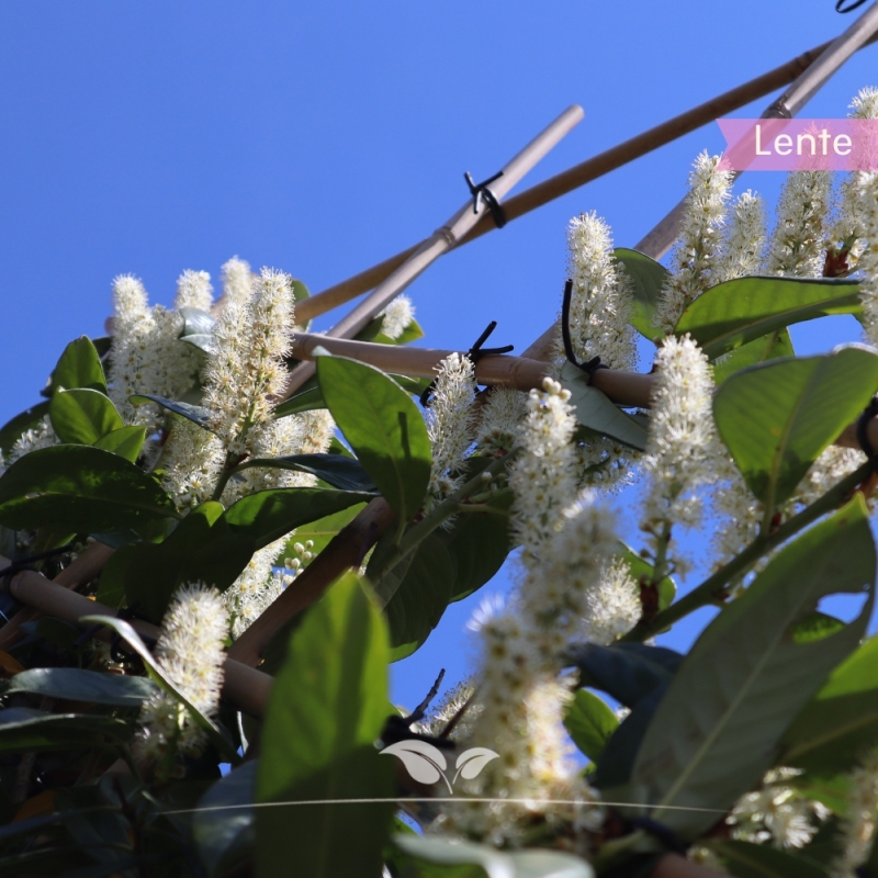 Laurier Novita - Laurierkers Novita - Prunus laurocerasus Novita - Leiboom | Gardline