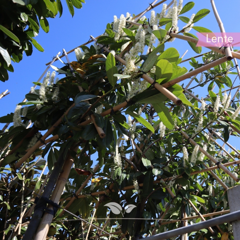 Laurier Novita - Laurierkers Novita - Prunus laurocerasus Novita - Leiboom | Gardline