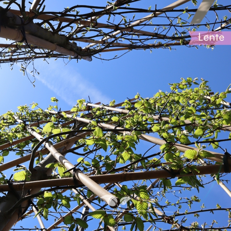 Haagbeuk Lucas - Carpinus betulus Lucas - Leiboom | Gardline