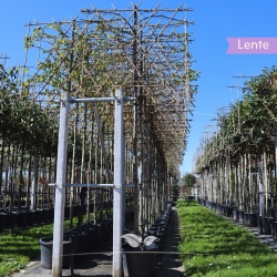 Haagbeuk Lucas (Carpinus...