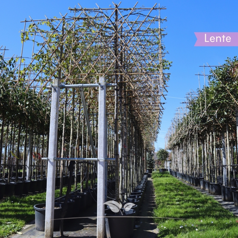 Haagbeuk Lucas - Carpinus betulus Lucas - Leiboom | Gardline