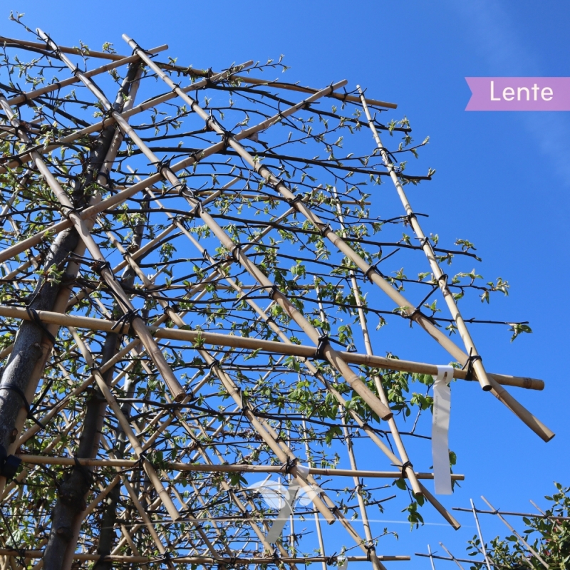 Haagbeuk Lucas - Carpinus betulus Lucas - Leiboom | Gardline