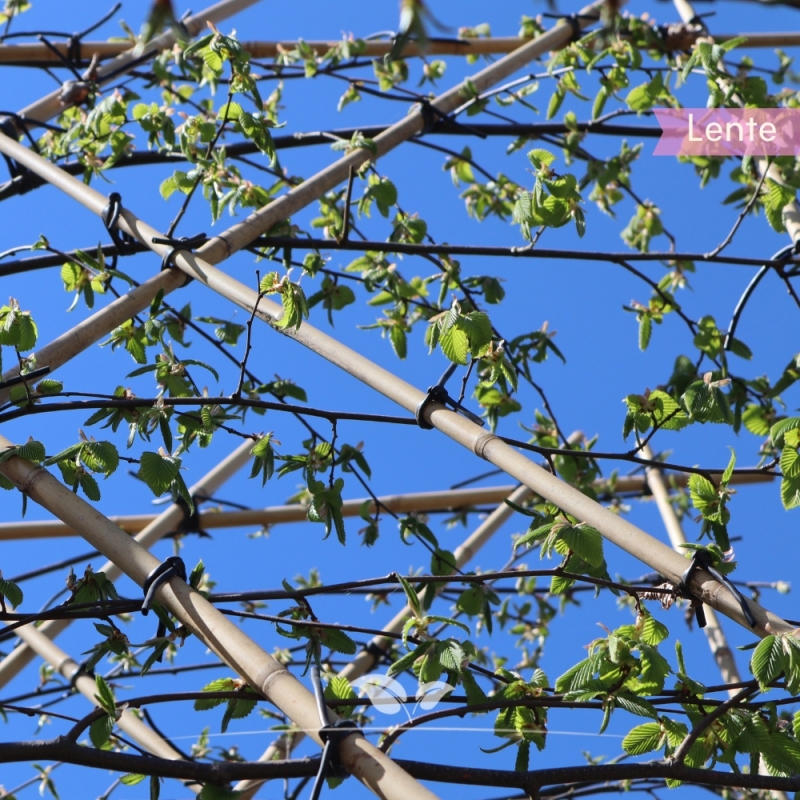 Haagbeuk Lucas - Carpinus betulus Lucas - Leiboom | Gardline