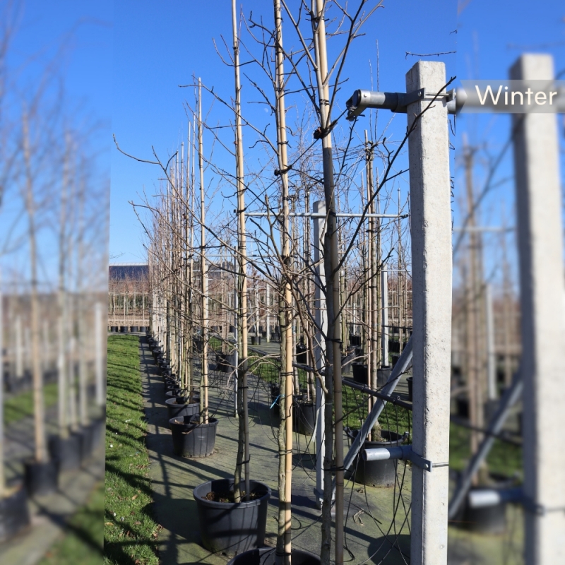 Zuilamberboom Slender Silhouette - Liquidambar styraciflua Slender Silhouette | Gardline