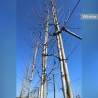 Ruwe Berk - Gewone Berk - Betula pendula | Gardline Ruwe Berk - Gewone Berk - Betula pendula | Gardline