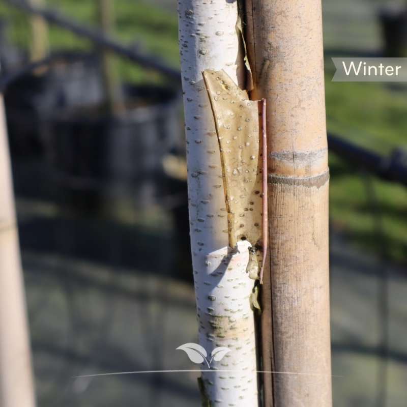 Ruwe Berk - Gewone Berk - Betula pendula | Gardline