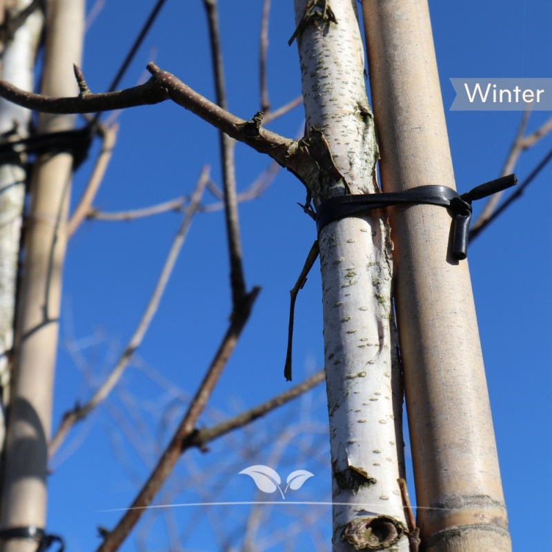 Ruwe Berk - Gewone Berk - Betula pendula | Gardline