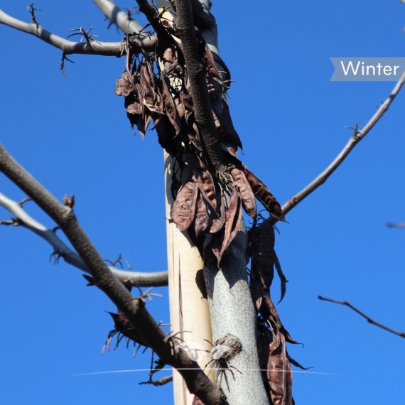 Cercis siliquastrum | Gardline