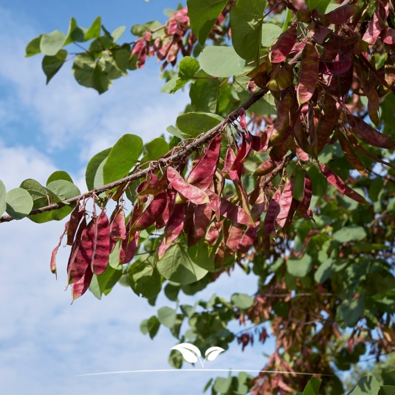 Cercis siliquastrum | Gardline