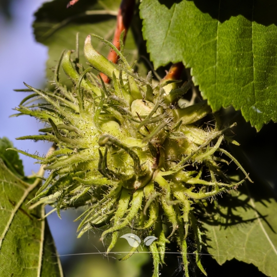 Corylus colurna | Gardline