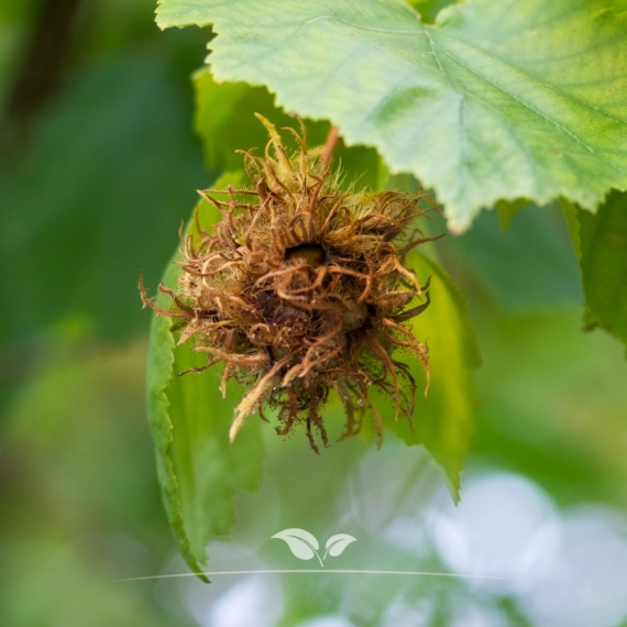 Corylus colurna | Gardline