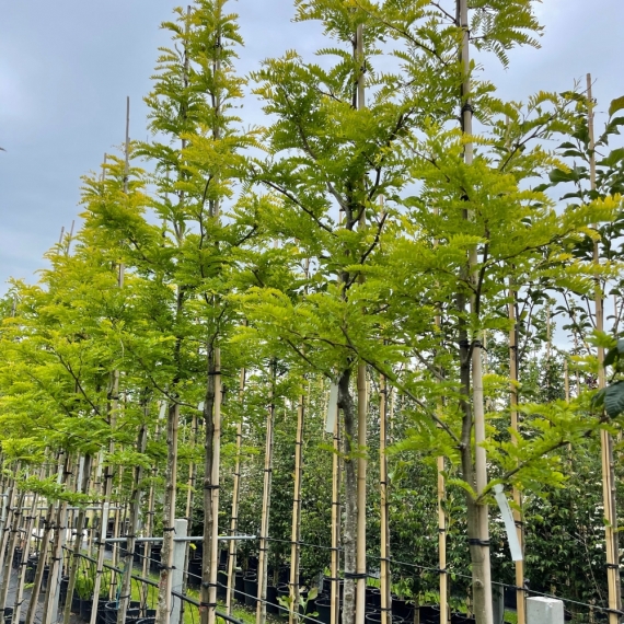 Gleditsia triacanthos Sunburst | Gardline