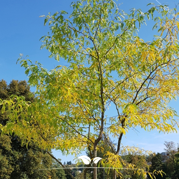 Gleditsia triacanthos Sunburst | Gardline