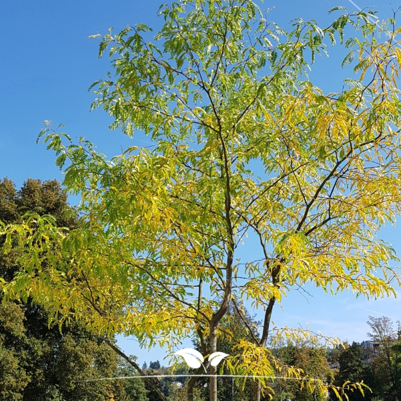 Gleditsia triacanthos Sunburst | Gardline