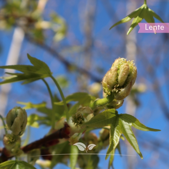 Amberboom | Liquidambar styraciflua 'Worplesdon' | Gardline