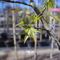 Liquidambar Worplesdon | Gardline