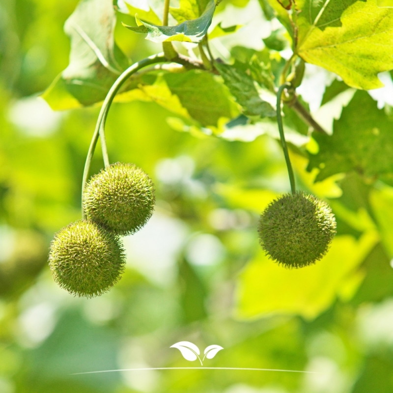 Gewone Plataan - Plataan - Platanus (acerifolia) Hispanica | Gardline