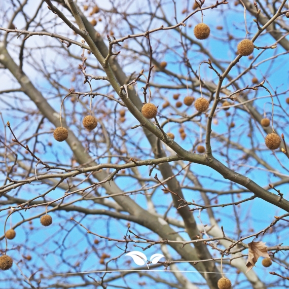 Gewone Plataan - Plataan - Platanus (acerifolia) Hispanica | Gardline Gewone Plataan - Plataan - Platanus (acerifolia) Hispanica | Gardline